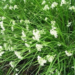 Ожика снежно-белая (Luzula nivea)