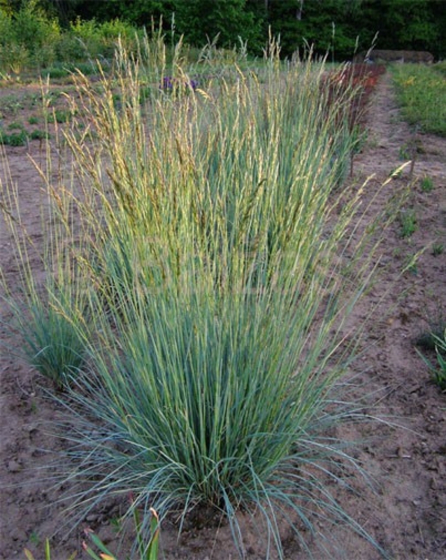 Овсец вечнозеленый (Helictotrichon sempervirens)