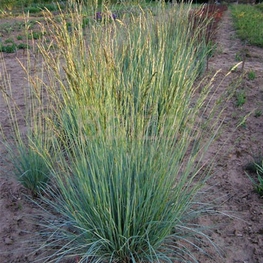 Овсец вечнозеленый (Helictotrichon sempervirens)