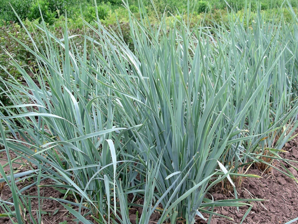Колосняк гигантский (Leymus giganteus)