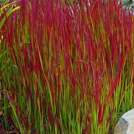 Императа цилиндрическая Ред Барон (Imperata cylindrica 'Red Baron')