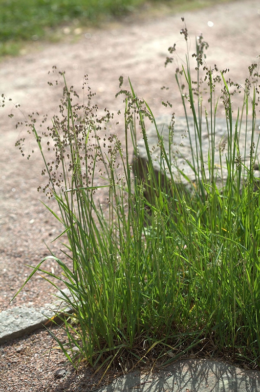 Бриза средняя Доддеринг Диллис (Briza media 'Doddering Dillies')