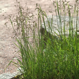 Бриза средняя Доддеринг Диллис (Briza media 'Doddering Dillies')