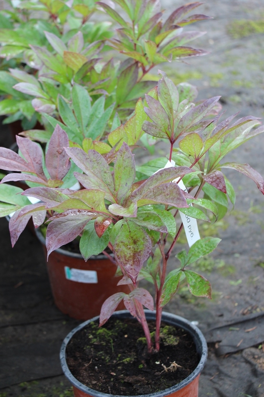 Пион травянистый (Paeonia lactiflora)