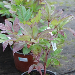 Пион травянистый (Paeonia lactiflora)