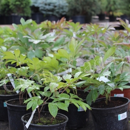 Пион травянистый (Paeonia lactiflora)