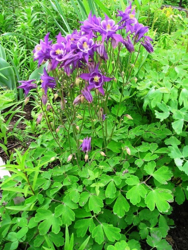 Аквилегия гибридная (Aquilegia x hybrida)