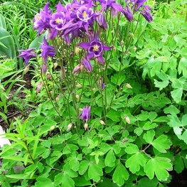 Аквилегия гибридная (Aquilegia x hybrida)