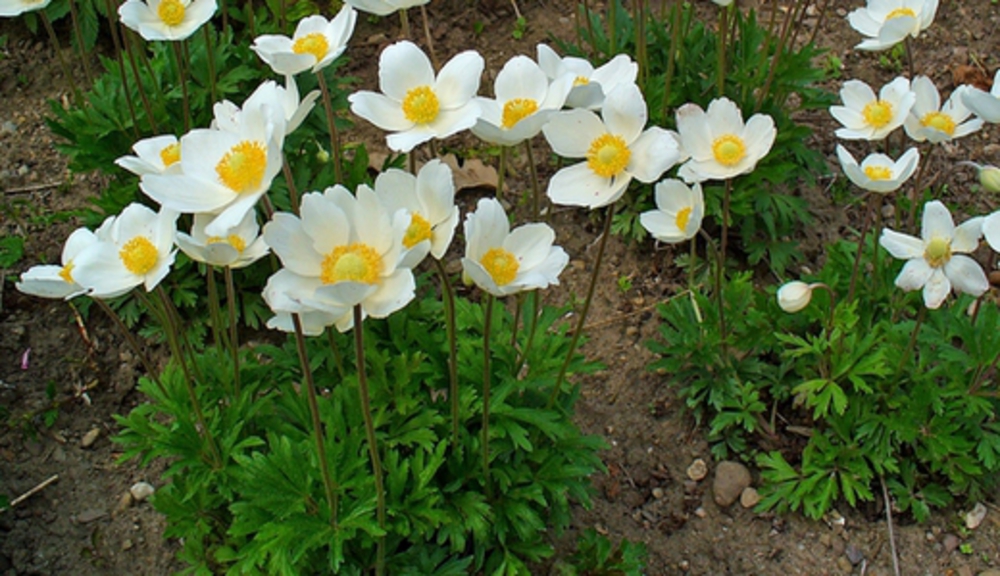 Анемона лесная (Anemone sylvestris)