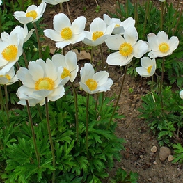 Анемона лесная (Anemone sylvestris)