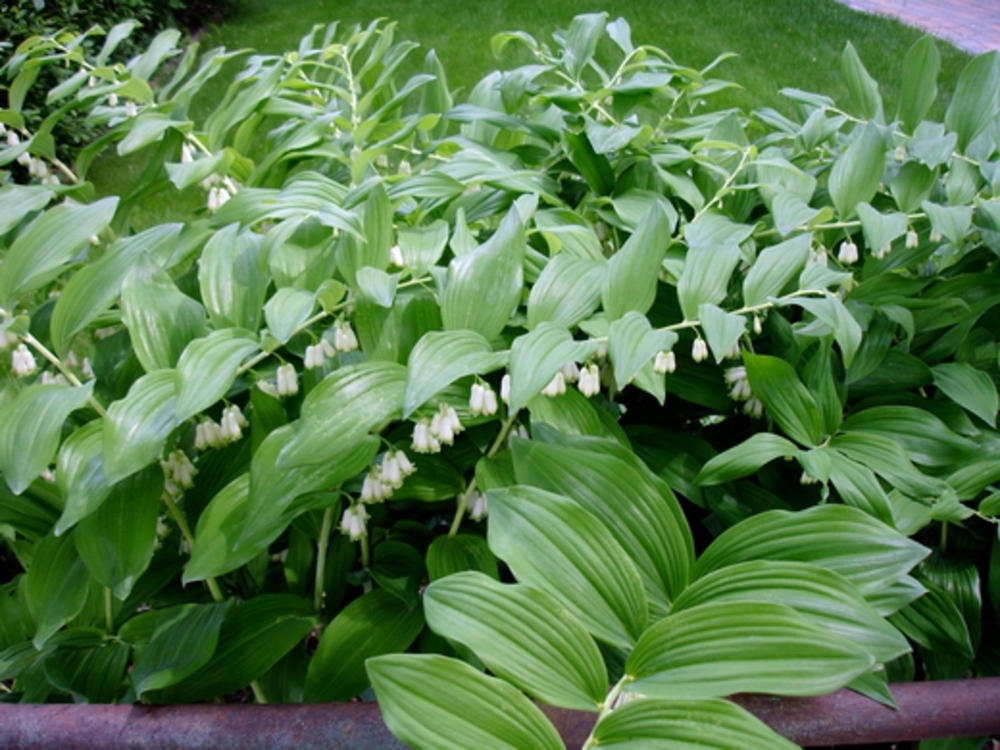 Купена многоцветковая (Polygonatum multiflorum)