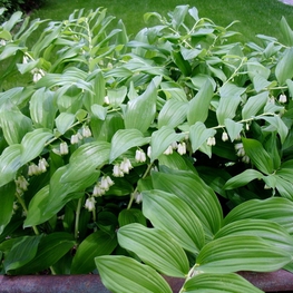 Купена многоцветковая (Polygonatum multiflorum)