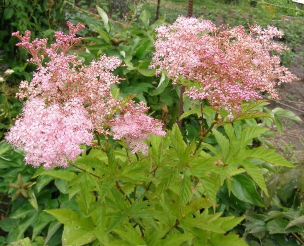 Лабазник красный (Filipendula rubra)
