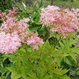 Лабазник красный (Filipendula rubra)