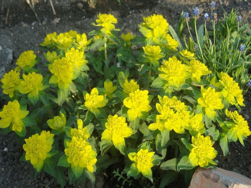 Молочай многоцветковый (Euphorbia polychroma)
