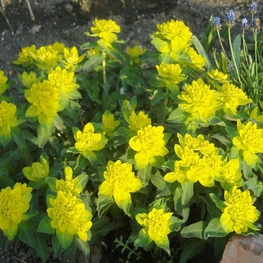 Молочай многоцветковый (Euphorbia polychroma)