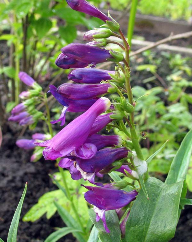 Пенстемон рупикола (Penstemon rupicola)