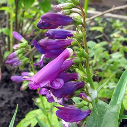 Пенстемон рупикола (Penstemon rupicola)