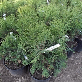 Туя западная Грин Глоб (Thuja occidentalis 'Green Globe')