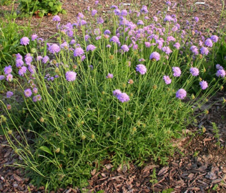 Скабиоза голубиная (Scabiosa columbaria)