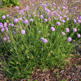 Скабиоза голубиная (Scabiosa columbaria)