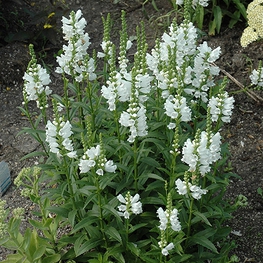 Физостегия виргинская Мисс Маннерс (Physostegia virginiana 'Miss Manners')