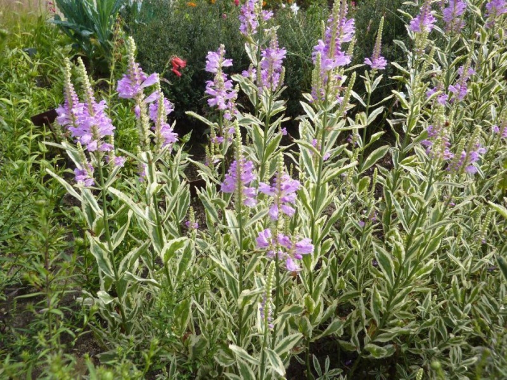 Физостегия виргинская Вариегата (Physostegia virginiana 'Variegata')
