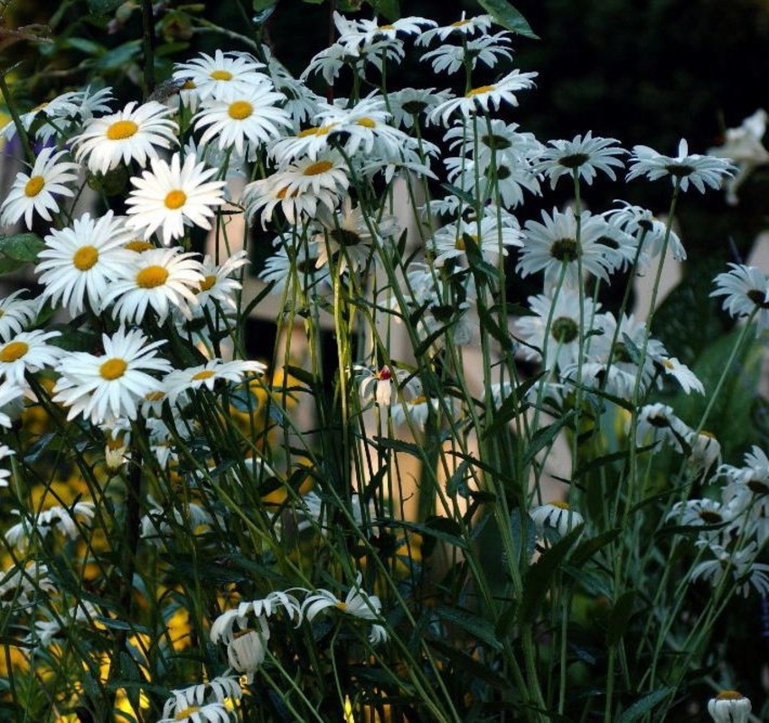 Нивяник наибольший (Leucanthemum maximum)