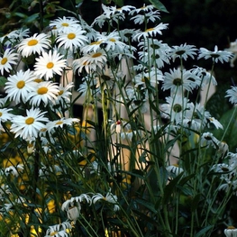 Нивяник наибольший (Leucanthemum maximum)