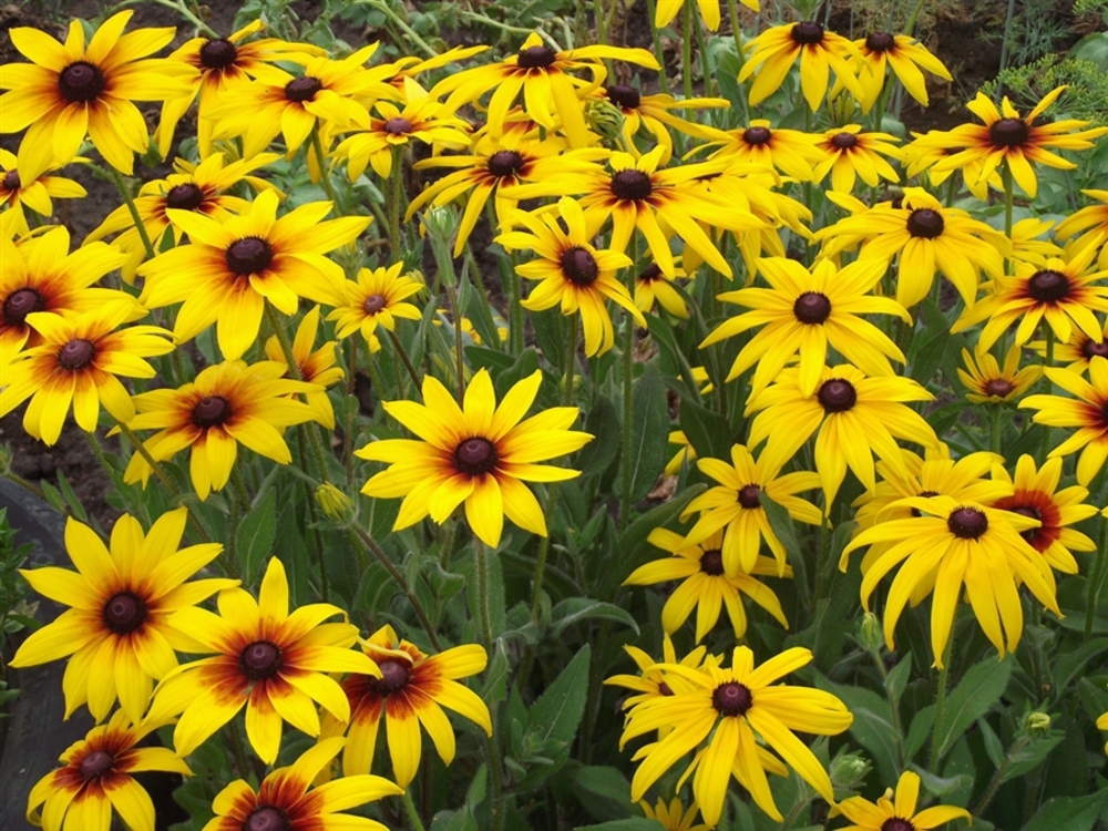 Рудбекия блестящая (Rudbeckia fulgida)