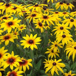 Рудбекия блестящая (Rudbeckia fulgida)