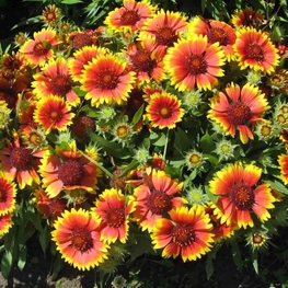 Гайлардия остистая Гоблин (Gaillardia aristata 'Goblin')