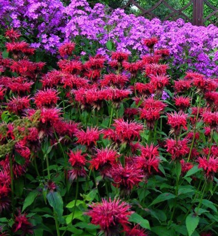 Монарда гибридная Махогани (Monarda x hybrida 'Mahogany')