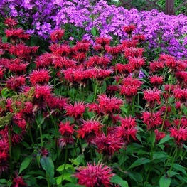 Монарда гибридная Махогани (Monarda x hybrida 'Mahogany')