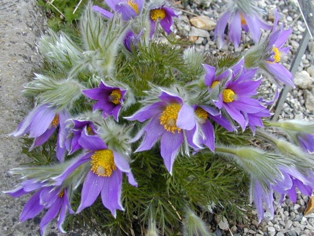 Прострел обыкновенный (Pulsatilla vulgaris)