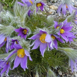 Прострел обыкновенный (Pulsatilla vulgaris)