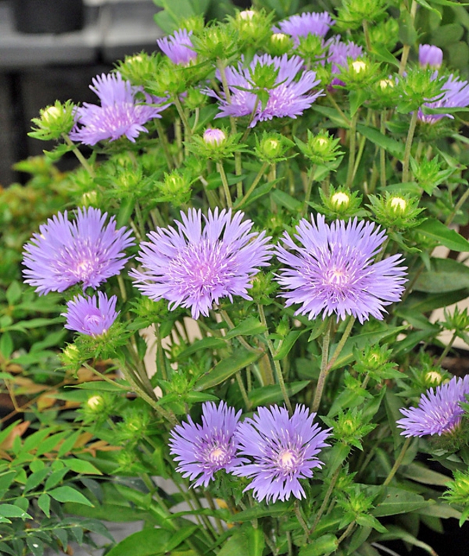 Стокезия гладкая (Stokesia laevis)