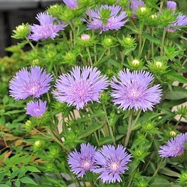 Стокезия гладкая (Stokesia laevis)