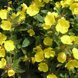 Энотера четырехугольная (Oenothera tetragona)