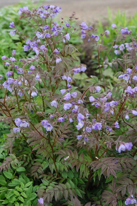 Синюха голубая Хэвен (Polemonium caeruleum 'Heaven')