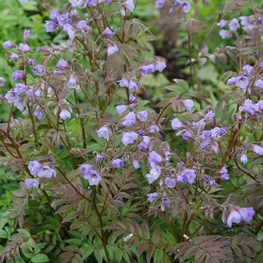 Синюха голубая Хэвен (Polemonium caeruleum 'Heaven')