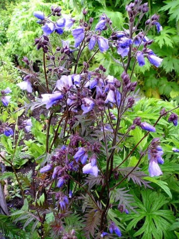 Синюха иезонская Пёрпл Рейн (Polemonium yezoense 'Purple Rain')