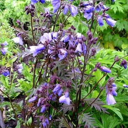 Синюха иезонская Пёрпл Рейн (Polemonium yezoense 'Purple Rain')