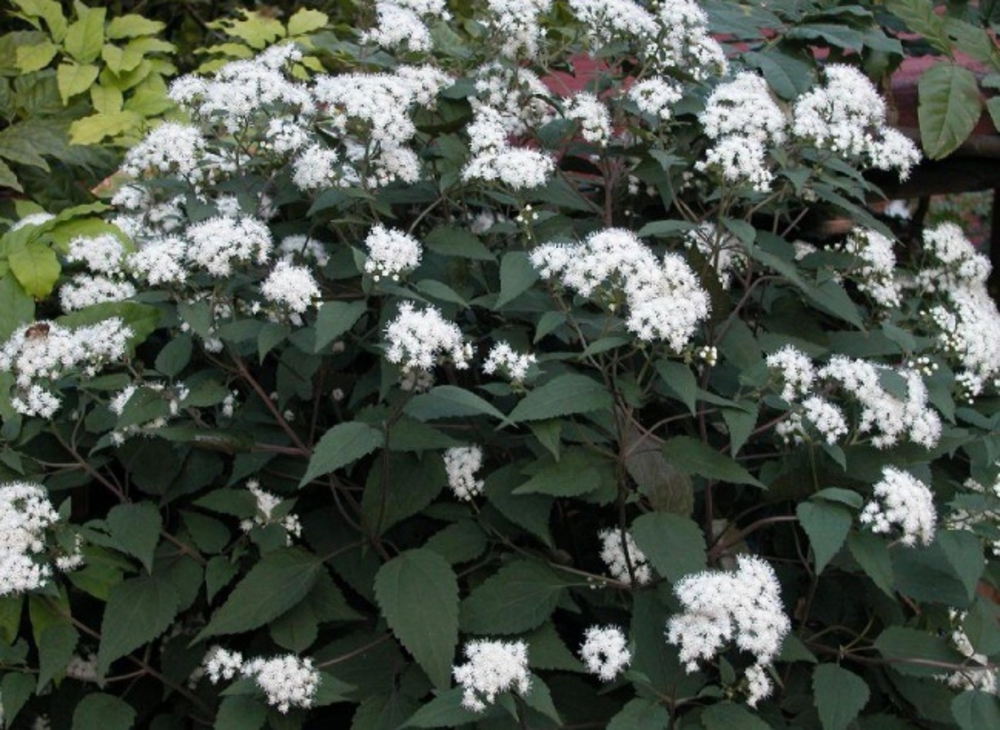 Посконник морщинистый Чоколит (Ageratina altissima 'Chocolate')