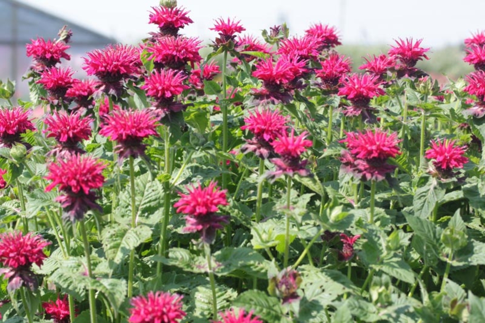 Монарда Кардинал (Monarda 'Kardinal')