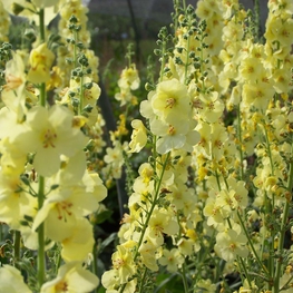 Коровяк Гейнсборо (Verbascum 'Gainsborough')