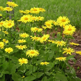 Дороникум восточный (Doronicum orientale)