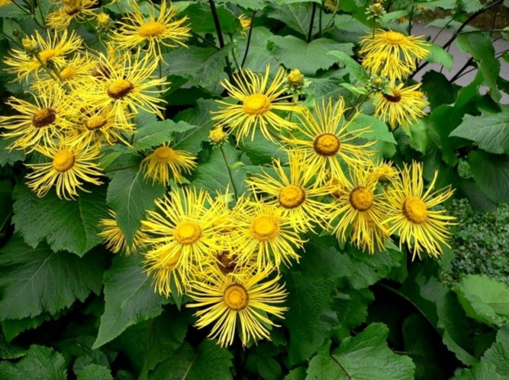 Девясил великолепный (Inula magnifica)