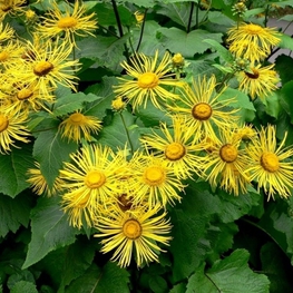 Девясил великолепный (Inula magnifica)