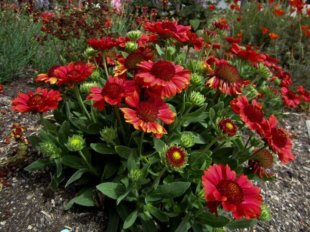 Гайлардия гибридная (Gaillardia x hybrida)